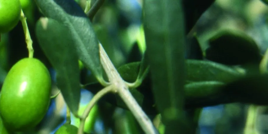 olio colline salernitane