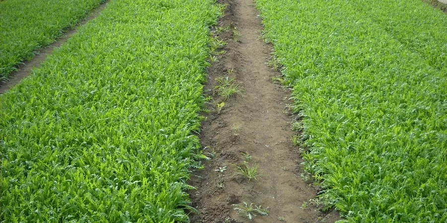 rucola piana del Sele